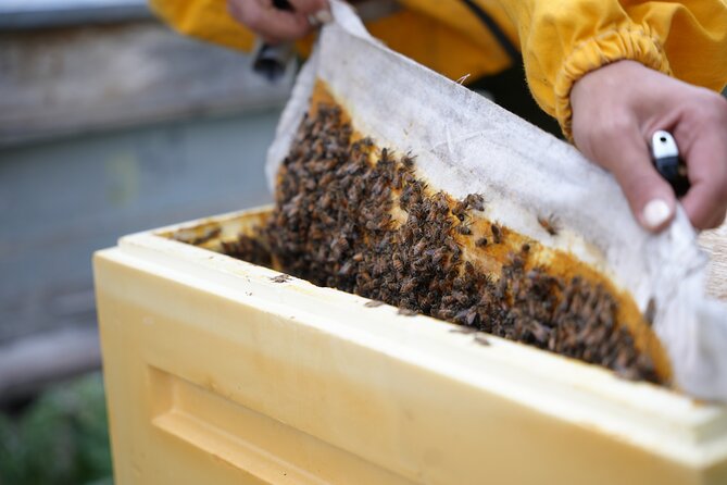 Private Honey Farm Tour and Beeswax Candle Making in Spitak - Cancellation Policy