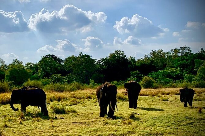 Private Journey to Sigiriya Majestic Rock Fortress From Colombo - Location and Pickup