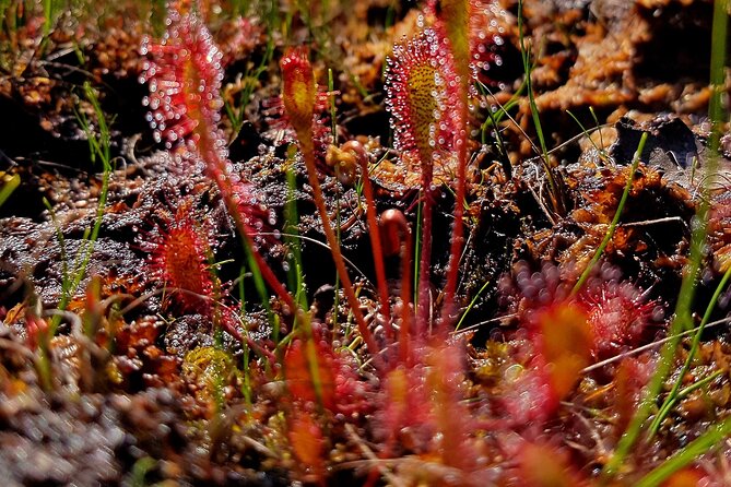Private Kemeri National Park Bog Walking Trail - Essential Gear