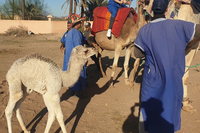 Private Majorel Garden and Camel Ride - Inclusions: Fees, Taxes, Camel Ride