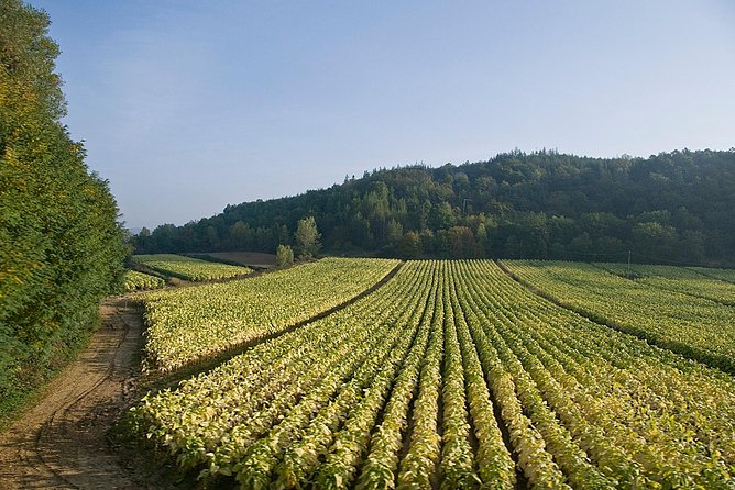 Private Pasta Making Class in the Vineyard With Wine Tour in Rome Countryside - Additional Information