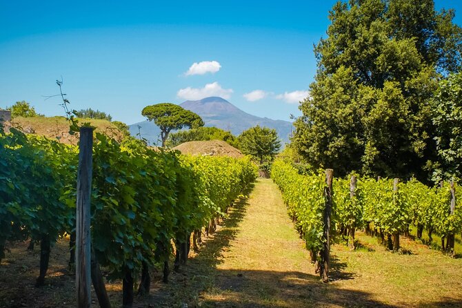 Private Pompeii Tour and Vineyard Lunch on the Slopes of Vesuvius - Meeting and Pickup Details