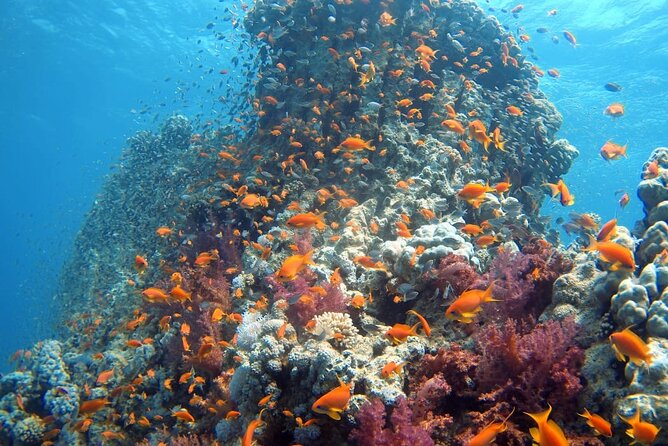 Private Scuba Diving Adventure in the Red Sea of Aqaba - Activity Overview