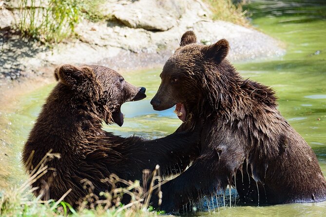 Private Tour Bear Sanctuary & City of Brasov One Day Trip - Tickets Included - Cancellation Policy