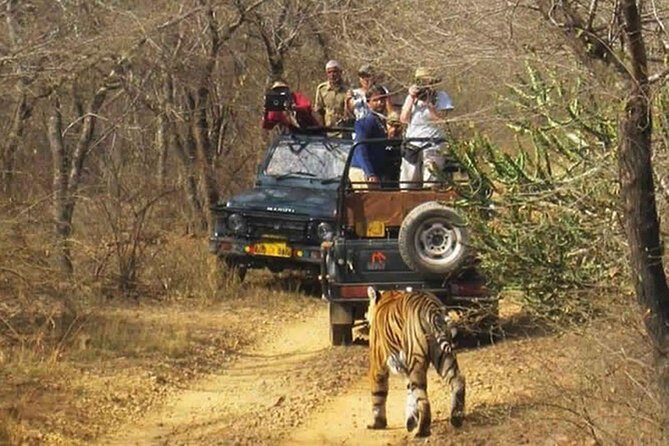 Private Tour From Delhi to Sariska Safari and Jaipur (1n/2d) - Inclusions