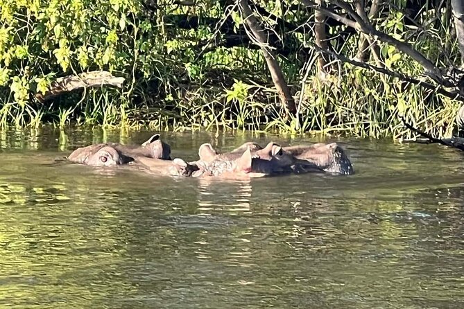 Private Tour - Game Drive & Rhino Walk Safari