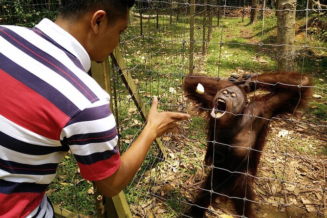 Private Tour: Ipoh Secrets Full Day Heritage & Orang Utan Island