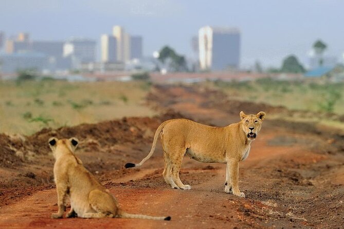Private Tour Safari To Nairobi National Park - Tour Details