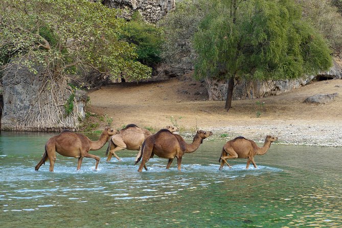 Private Tour - Salalah City and Nature Tour (Darbat Valley, Ayn Razat Spring) - Departure Details