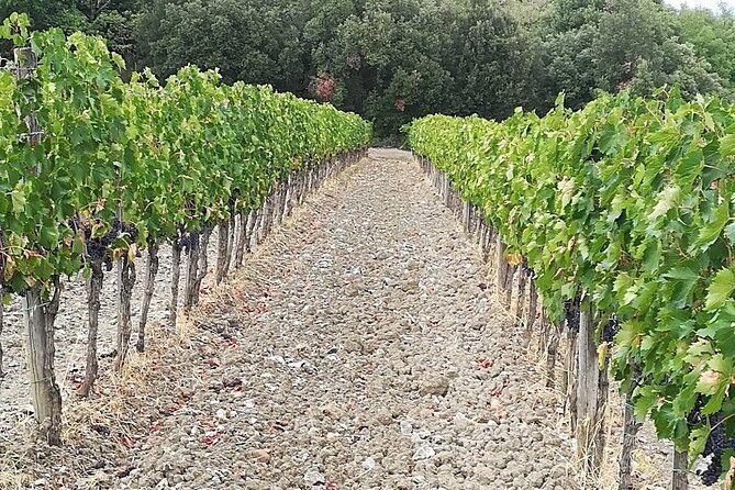 PRIVATE TOUR: Sweet Hills of Chianti & Siena + Lunch & 2 Tastings - Meeting and Pickup Details