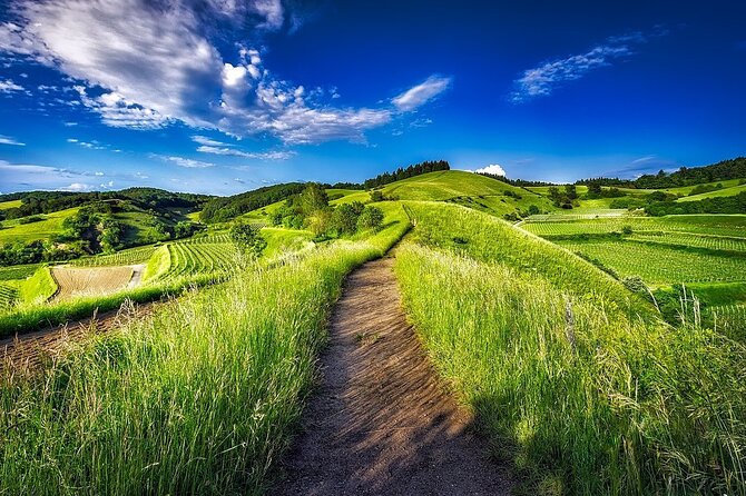Private Tour to The Vineyards of Etyek - Tour Overview