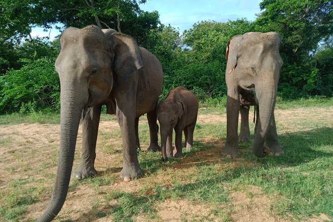 Private Tour to Udawalawe National Park
