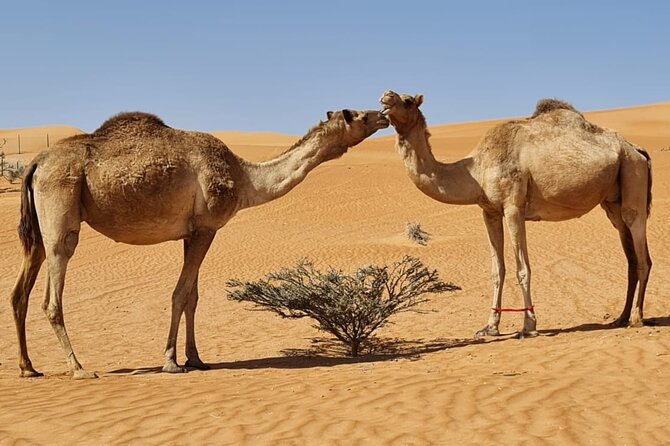 Private Transfer From Muscat to Wahiba Sand Desert by 4WD Vehicle