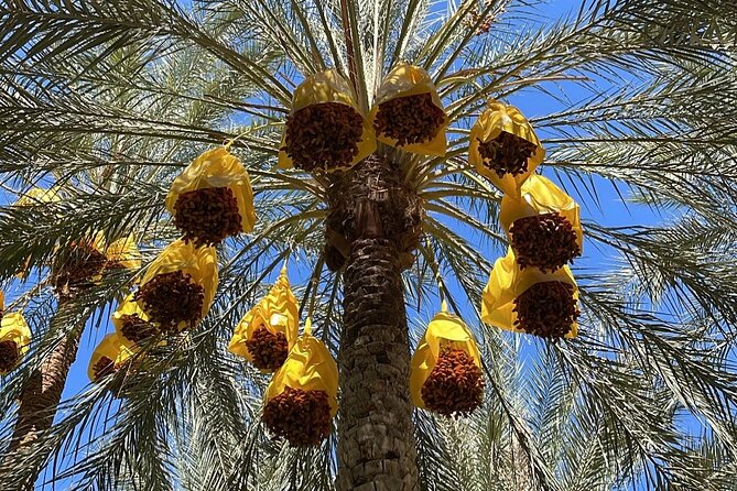 Private Two-Day Tour in Biskra Date Palm Grove - Itinerary Overview