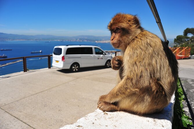 Private Upper Rock Nature Reserve Tour in Gibraltar 1.45hrs