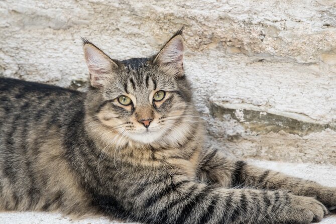 Private Visit to the Animals of the Enchanted Village in Spoleto - Start Time