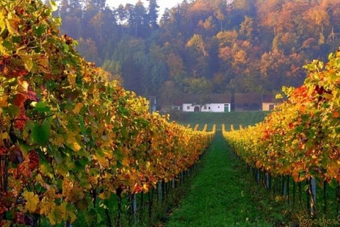 Private Wine and History Tour to Villany and Pecs From Budapest With Winetasting - Tour Overview