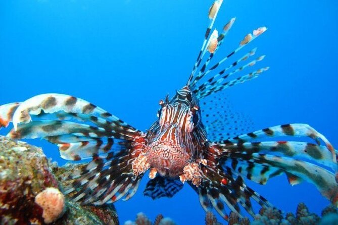 Ras Mohammed & White Island Snorkeling Tour by Boat From Sharm El Sheikh - Additional Information