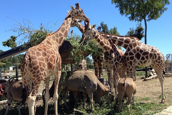 Best Safari Tours In Ravenna