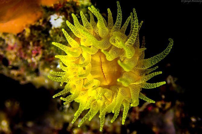 Refreshment Diving Course Experience in LEstartit - Location in Girona, Spain