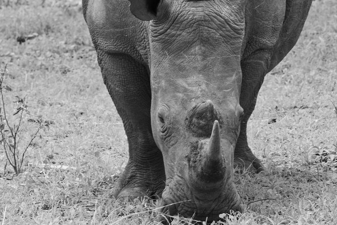Rhino Game Drive