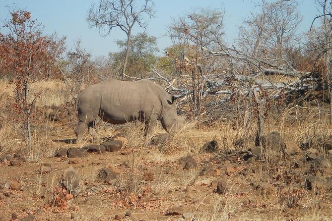Rhino Walking Safari in the Musi Otunya National Park