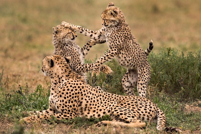 Ruaha, Selous/Nyerere, Mikumi National Parks From Dar Es Salaam - Opening Hours