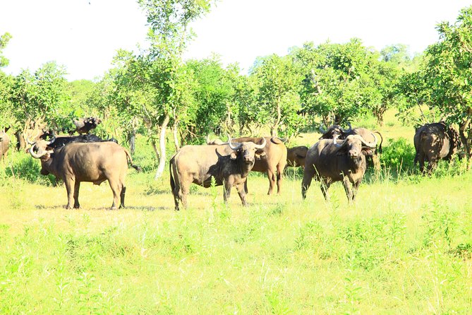 Ruaha Unforgettable