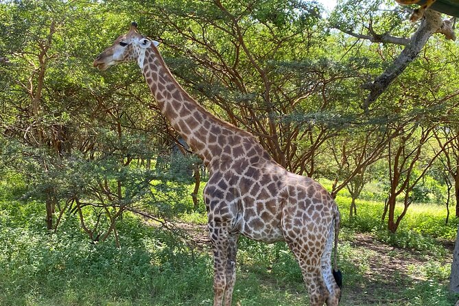 Safari and Walk With Lions in Fathala