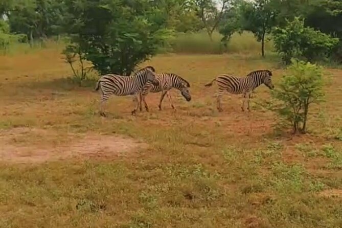 Safari Game Park - Overview of Safari Game Park