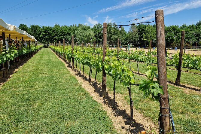 San Gimignano and Siena Private Wine Tasting Tour With Lunch - Tour Highlights