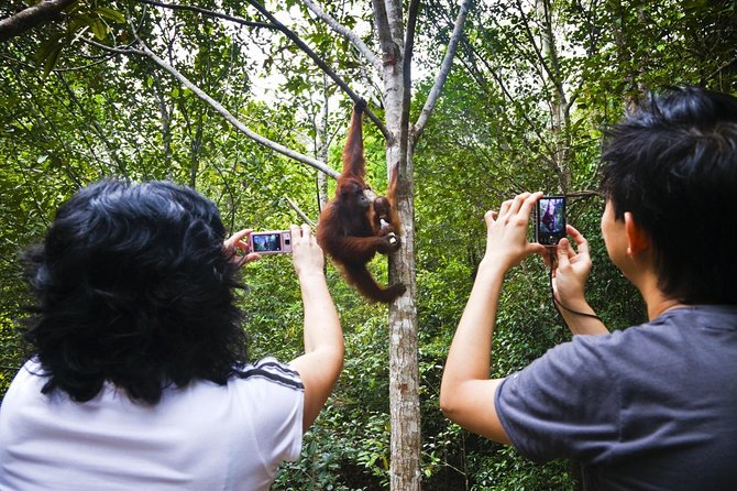 Sarawak Orangutan Semenggoh Wildlife Centre Tour - Tour Overview