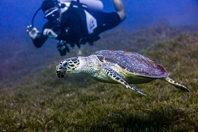 Scuba Dive and Explore Aqabas Red Sea With a Private Guide - What To Expect