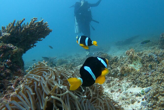 Scuba Diving in Muscat - Location and Meeting Point
