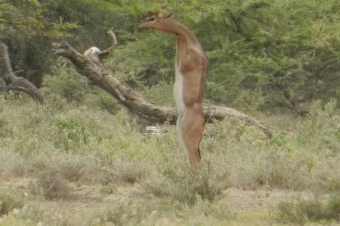 Serengeti National Park, Ngorongoro Conservation Area 3 Days Two Nights - Tour Itinerary and Highlights