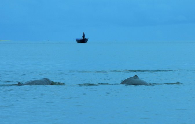 Shared Mangrove & Irrawaddy Dolphin Watching Cruise - Tour Highlights