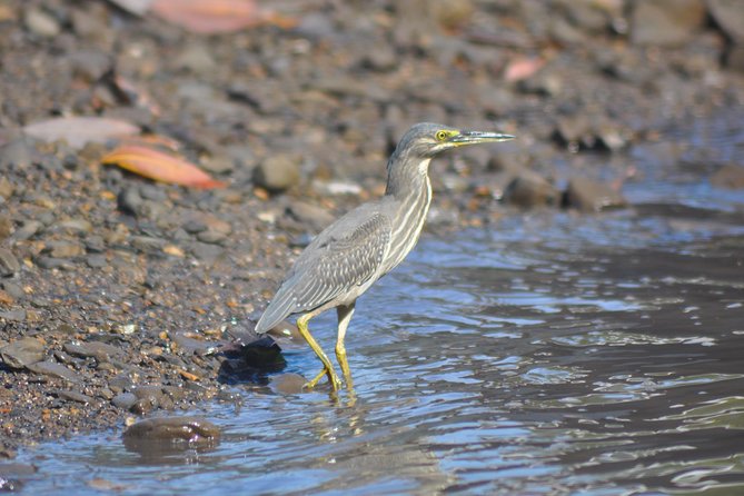Sharing Basis Half-Day Mangrove Safari Boat Tour in Langkawi - Tour Highlights