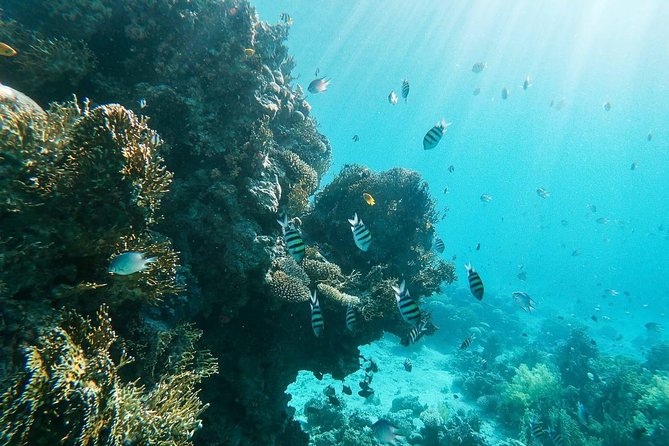 Shore Snorkeling - Two Hours - Activity Description