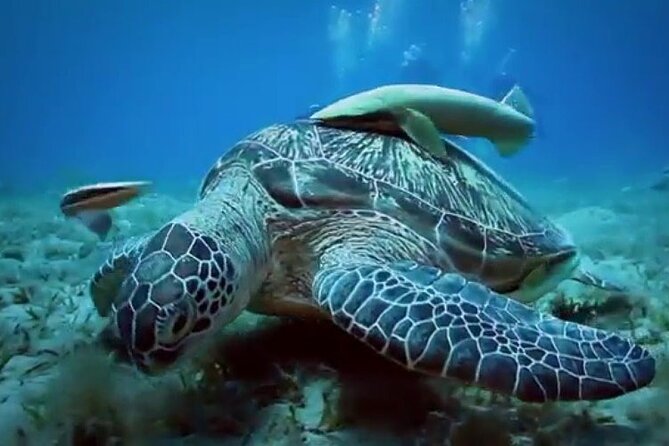Skip the Line Hurghada Grand Aquarium Transfer & Entrance - Tour Inclusions