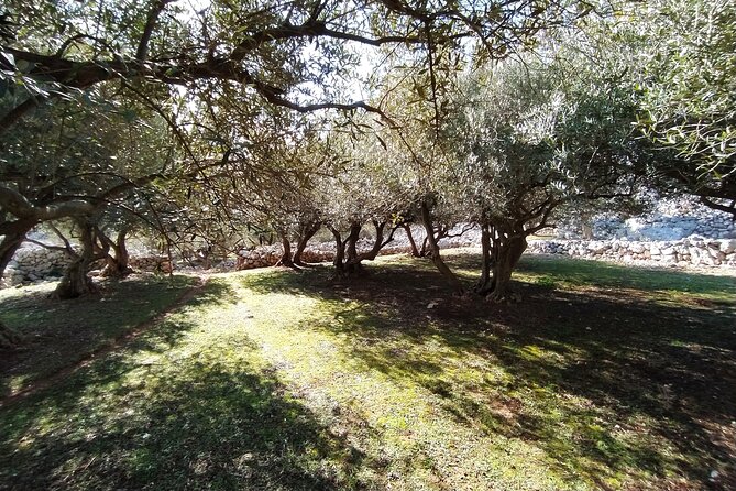 Small-Group Olive Oil Tour in Cres With Tasting - Tour Details