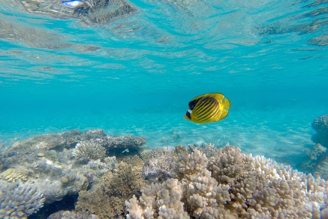 Snorkeling Trip to Giftun Island From Hurghada - Activity Highlights