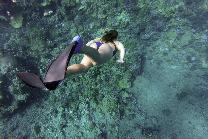 Snorkelling Tours to Daymaniyat Island - Tour Details