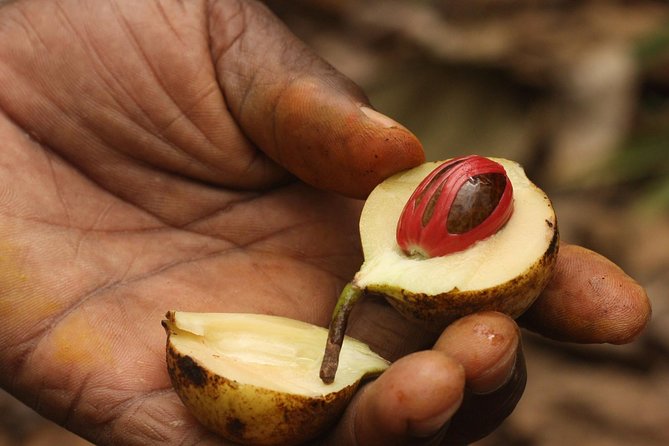 Spice Farm Tour -Half Day - Tour Highlights