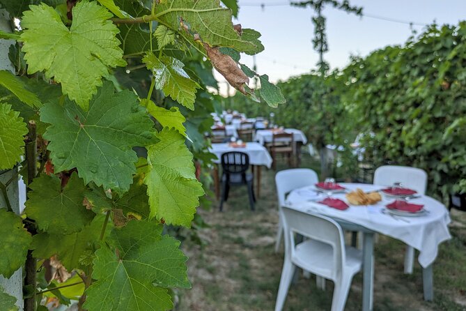 Sunday in the Vineyard for the Whole Family With Lunch