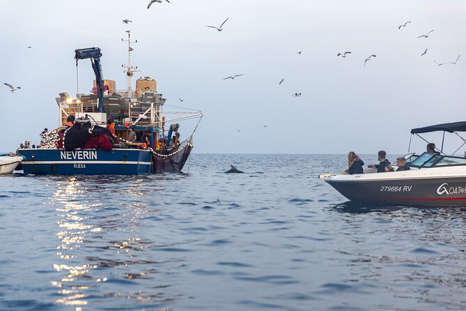 Sunrise Dolphin Watching With Drinks in Rovinj - Location and Start Time