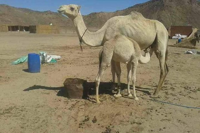 Super Desert Jeep Safari - Location and Start Time