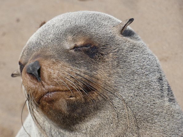 Swakopmund Cape Cross Seal Colony Day Tours