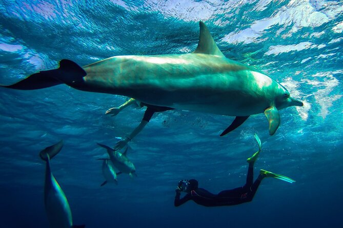 Swim With Dolphin in Satayeh Reef Sea Trip + Lunch From El Quseir