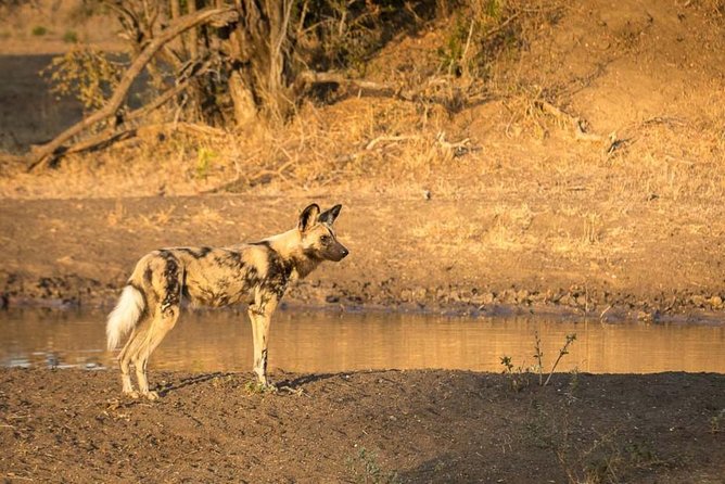 Tanzania Bush to Beach Safari Adventure