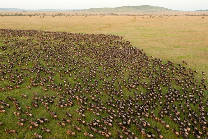 Tanzania Northern Circuit Lodge Safari - 6 Days Itinerary. - Day 1: Arrival in Arusha